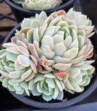 Echeveria 'rasberry ice'