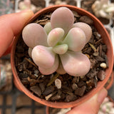 Graptopetalum 'lavender pebbles'