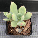 Pachyveria 'Dr cornelius'
