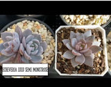 Echeveria Lulu semi monstrose