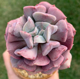 Echeveria cubic frost
