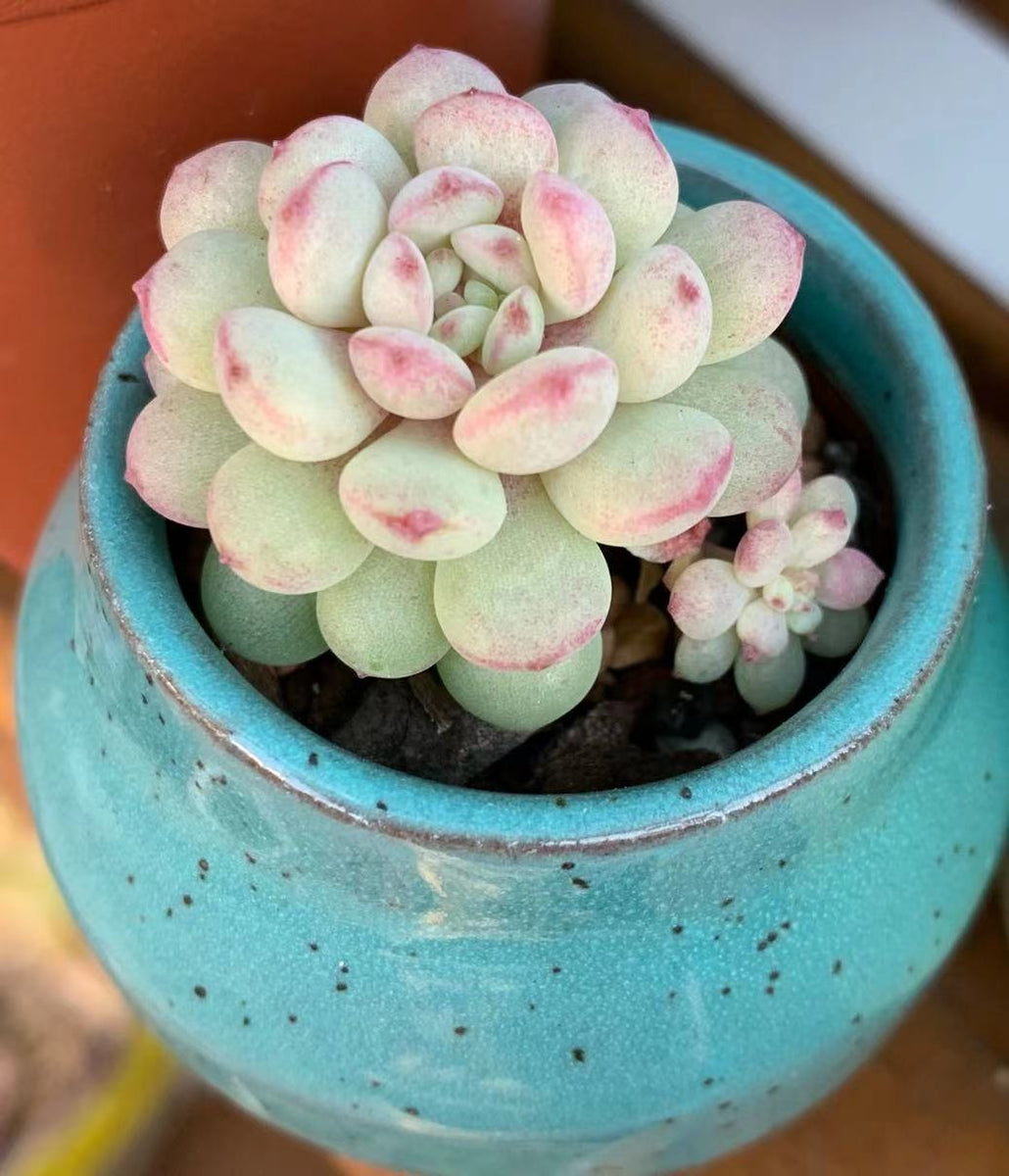 Echeveria cute beans