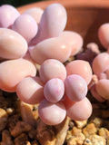 Graptopetalum 'lavender pebbles'