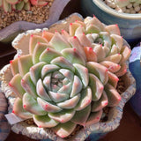 Echeveria alba beauty