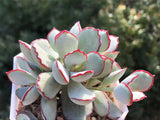 Cotyledon choco line