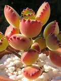 Cotyledon Ladismithiensis ( bear paws) MELBOURNE SYDNEY ADELAIDE QUEENSLAND CANBERRA VICTORIA NSW QUEENSLAND SOUTH AUSTRALIA ACT SUCCULENT 多肉 墨尔本 维多利亚 澳洲 澳大利亚 悉尼 新南威尔士 阿德莱德 南澳 昆士兰 布里斯本 黄金海岸 多肉植物 堪培拉
