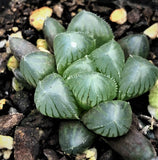 Haworthia obtusa 玉露  Melbourne Australia