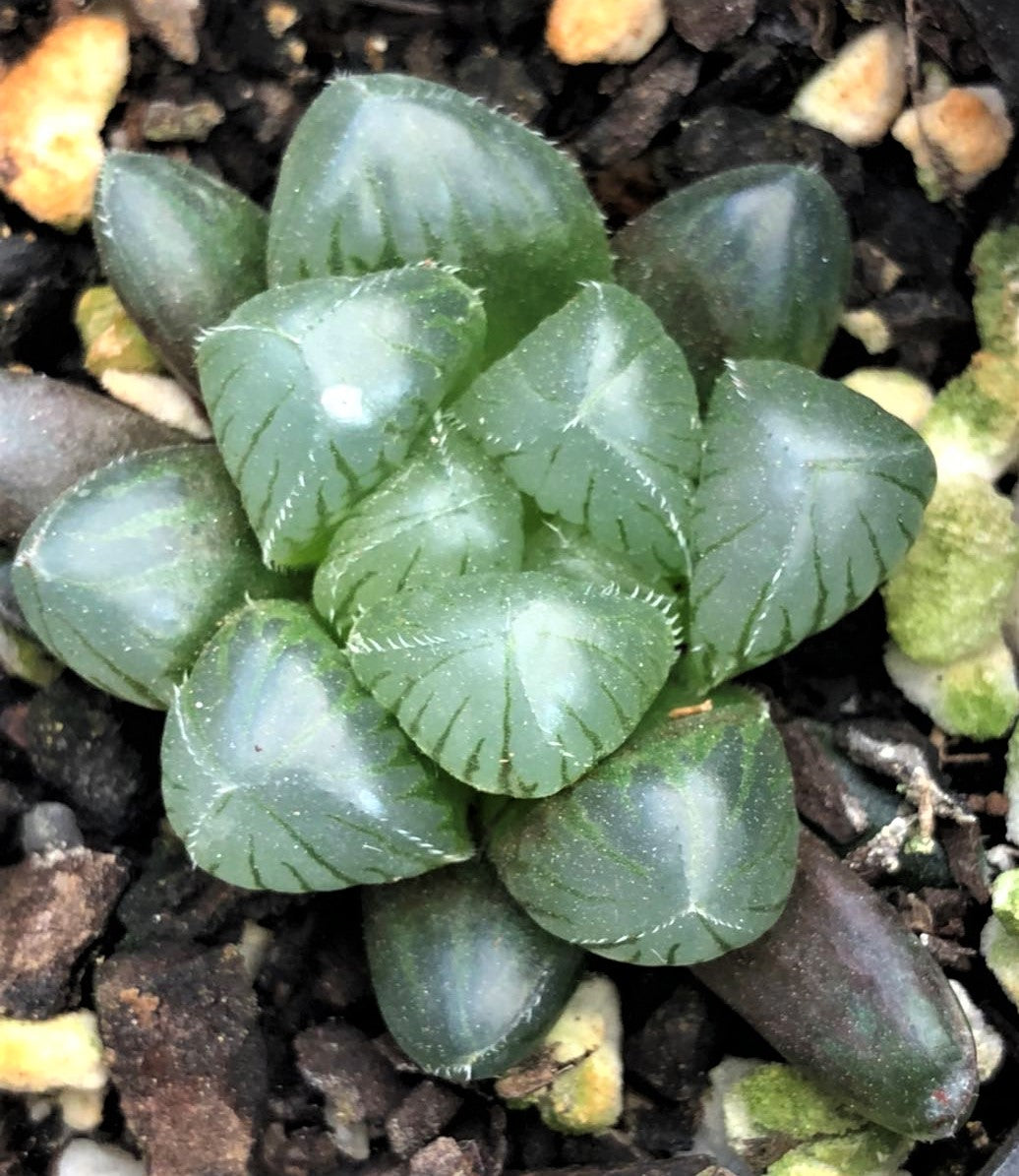 Haworthia obtusa – RNT SUCCULENTS