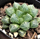 Haworthia mirror ball 楼兰 Melbourne Australia