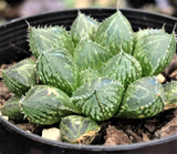 Haworthia mirror ball 楼兰 Melbourne Australia