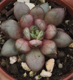 Graptoveria amethorum 'grape‘ 圆叶葡萄/葡萄/姬葡萄 Melbourne Australia