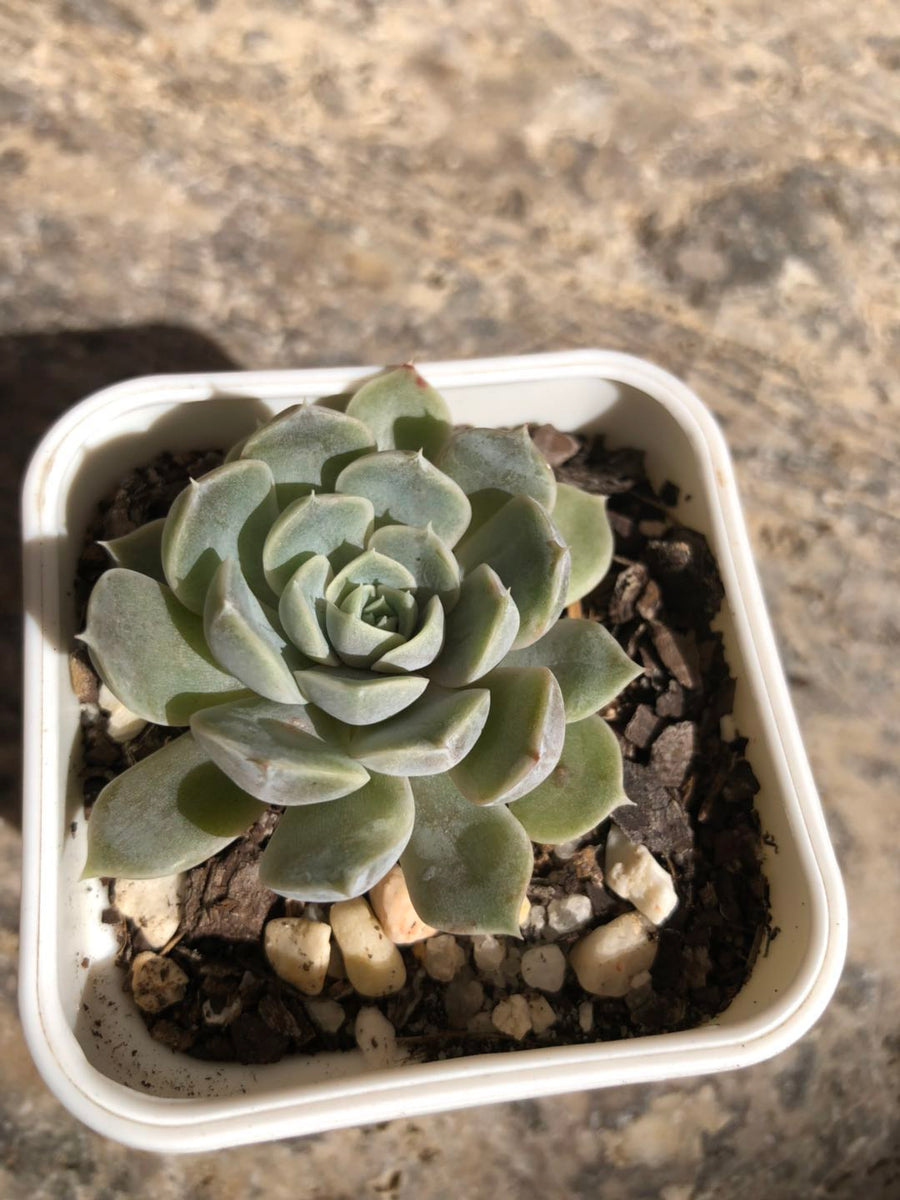 Echeveria Louise aka mary bell