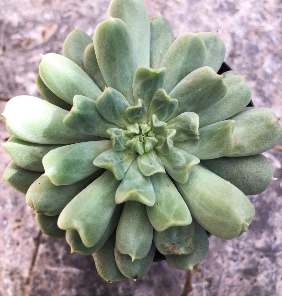 irish mint succulent Echeveria Irish mint – RNT SUCCULENTS