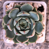 Echeveria ben badis 笨巴第斯 Melbourne Australia MELBOURNE SYDNEY ADELAIDE QUEENSLAND CANBERRA VICTORIA NSW QUEENSLAND SOUTH AUSTRALIA ACT SUCCULENT 多肉 墨尔本 维多利亚 澳洲 澳大利亚 悉尼 新南威尔士 阿德莱德 南澳 昆士兰 布里斯本 黄金海岸 多肉植物 堪培拉