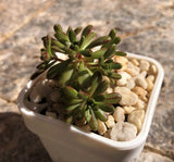 Aeonium sedifolium MELBOURNE SYDNEY ADELAIDE QUEENSLAND CANBERRA VICTORIA NSW QUEENSLAND SOUTH AUSTRALIA ACT SUCCULENT 多肉 墨尔本 维多利亚 澳洲 澳大利亚 悉尼 新南威尔士 阿德莱德 南澳 昆士兰 布里斯本 黄金海岸 多肉植物 堪培拉