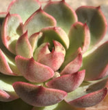Echeveria ben badis 笨巴第斯 Melbourne Australia MELBOURNE SYDNEY ADELAIDE QUEENSLAND CANBERRA VICTORIA NSW QUEENSLAND SOUTH AUSTRALIA ACT SUCCULENT 多肉 墨尔本 维多利亚 澳洲 澳大利亚 悉尼 新南威尔士 阿德莱德 南澳 昆士兰 布里斯本 黄金海岸 多肉植物 堪培拉