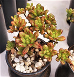 Aeonium sedifolium MELBOURNE SYDNEY ADELAIDE QUEENSLAND CANBERRA VICTORIA NSW QUEENSLAND SOUTH AUSTRALIA ACT SUCCULENT 多肉 墨尔本 维多利亚 澳洲 澳大利亚 悉尼 新南威尔士 阿德莱德 南澳 昆士兰 布里斯本 黄金海岸 多肉植物 堪培拉