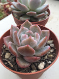 Echeveria Monroe 梦露  Melbourne Australia MELBOURNE SYDNEY ADELAIDE QUEENSLAND CANBERRA VICTORIA NSW QUEENSLAND SOUTH AUSTRALIA ACT SUCCULENT 多肉 墨尔本 维多利亚 澳洲 澳大利亚 悉尼 新南威尔士 阿德莱德 南澳 昆士兰 布里斯本 黄金海岸 多肉植物 堪培拉