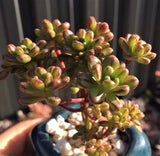 Aeonium sedifolium MELBOURNE SYDNEY ADELAIDE QUEENSLAND CANBERRA VICTORIA NSW QUEENSLAND SOUTH AUSTRALIA ACT SUCCULENT 多肉 墨尔本 维多利亚 澳洲 澳大利亚 悉尼 新南威尔士 阿德莱德 南澳 昆士兰 布里斯本 黄金海岸 多肉植物 堪培拉