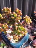 Aeonium sedifolium MELBOURNE SYDNEY ADELAIDE QUEENSLAND CANBERRA VICTORIA NSW QUEENSLAND SOUTH AUSTRALIA ACT SUCCULENT 多肉 墨尔本 维多利亚 澳洲 澳大利亚 悉尼 新南威尔士 阿德莱德 南澳 昆士兰 布里斯本 黄金海岸 多肉植物 堪培拉