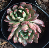 Graptoveria pink ruby 红宝石 Melbourne Australia
