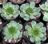 Aeonium aureum (also known as greenovia aurea/aureum) 'green rose buds‘ 山地玫瑰 Melbourne AustraliaAeonium aureum (also known as greenovia aurea/aureum) 'green rose buds‘ 山地玫瑰 Melbourne Australia MELBOURNE SYDNEY ADELAIDE QUEENSLAND CANBERRA VICTORIA NSW QUEENSLAND SOUTH AUSTRALIA ACT SUCCULENT 多肉 墨尔本 维多利亚 澳洲 澳大利亚 悉尼 新南威尔士 阿德莱德 南澳 昆士兰 布里斯本 黄金海岸 多肉植物 堪培拉