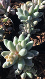 Pachyphytum machucae 'Baby Finger' 婴儿手指 Melbourne Australia