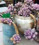 Graptoveria snow peach S