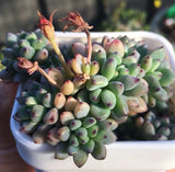 Graptopetalum pachyphyllum 'blackberry'  黑莓 Melbourne Australia