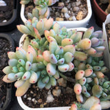 Graptopetalum pachyphyllum 'blackberry'  黑莓 Melbourne Australia