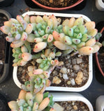 Graptopetalum pachyphyllum 'blackberry'  黑莓 Melbourne Australia