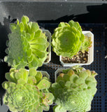 A. tabuliforme 'hime meikyou'