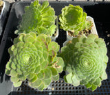 A. tabuliforme 'hime meikyou' MELBOURNE SYDNEY ADELAIDE QUEENSLAND CANBERRA VICTORIA NSW QUEENSLAND SOUTH AUSTRALIA ACT SUCCULENT 多肉 墨尔本 维多利亚 澳洲 澳大利亚 悉尼 新南威尔士 阿德莱德 南澳 昆士兰 布里斯本 黄金海岸 多肉植物 堪培拉 姬明镜