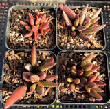 Adromischus marianiae 'antidorcatum'