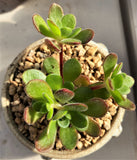 Aeonium saundersii