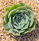 Echeveria sky rose