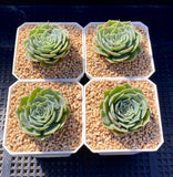 Echeveria sky rose