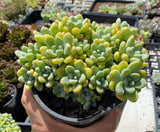 Sedum Clavatum