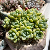 Sedum Clavatum