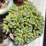 Sedum Clavatum