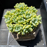 Sedum Clavatum