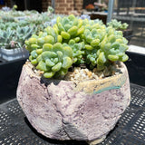 Sedum Clavatum