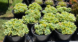 Sedum Clavatum