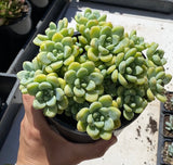 Sedum Clavatum