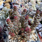 Crassula Baby's Necklace 钱串 MELBOURNE SYDNEY ADELAIDE QUEENSLAND CANBERRA VICTORIA NSW QUEENSLAND SOUTH AUSTRALIA ACT SUCCULENT 多肉 墨尔本 维多利亚 澳洲 澳大利亚 悉尼 新南威尔士 阿德莱德 南澳 昆士兰 布里斯本 黄金海岸 多肉植物 堪培拉