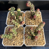 Crassula Babys Necklace