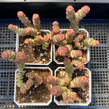 Crassula Babys Necklace