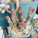 Crassula Baby's Necklace 钱串 MELBOURNE SYDNEY ADELAIDE QUEENSLAND CANBERRA VICTORIA NSW QUEENSLAND SOUTH AUSTRALIA ACT SUCCULENT 多肉 墨尔本 维多利亚 澳洲 澳大利亚 悉尼 新南威尔士 阿德莱德 南澳 昆士兰 布里斯本 黄金海岸 多肉植物 堪培拉