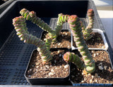 Crassula Baby's Necklace 钱串 MELBOURNE SYDNEY ADELAIDE QUEENSLAND CANBERRA VICTORIA NSW QUEENSLAND SOUTH AUSTRALIA ACT SUCCULENT 多肉 墨尔本 维多利亚 澳洲 澳大利亚 悉尼 新南威尔士 阿德莱德 南澳 昆士兰 布里斯本 黄金海岸 多肉植物 堪培拉