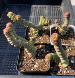 Crassula Baby's Necklace 钱串 MELBOURNE SYDNEY ADELAIDE QUEENSLAND CANBERRA VICTORIA NSW QUEENSLAND SOUTH AUSTRALIA ACT SUCCULENT 多肉 墨尔本 维多利亚 澳洲 澳大利亚 悉尼 新南威尔士 阿德莱德 南澳 昆士兰 布里斯本 黄金海岸 多肉植物 堪培拉